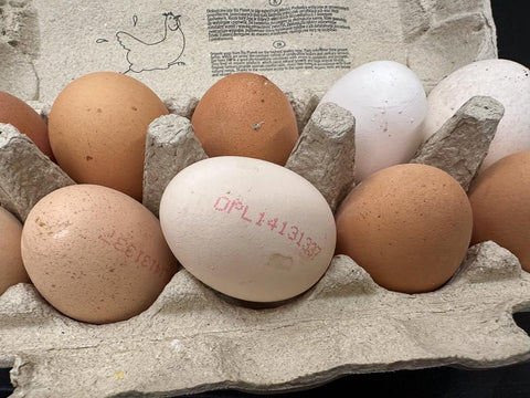 jajka ekologiczne - wszystko co musisz wiedzieć