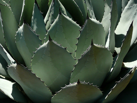 Syrop z agawy - zobacz, do czego można go wykorzystać